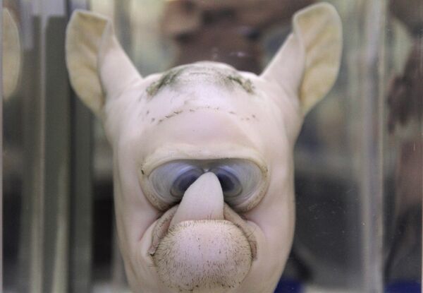 Pieza del Museo de patologías veterinarias de la UNAM. Bovino, ciclope con agenesia maxilar superior. - Sputnik Mundo