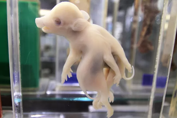 Pieza del Museo de patologías veterinarias de la UNAM. Suino, toracofago. Pieza del Museo de patologías veterinarias de la UNAM. Suino, toracofago. - Sputnik Mundo