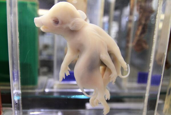 Pieza del Museo de patologías veterinarias de la UNAM. Suino, toracofago. - Sputnik Mundo