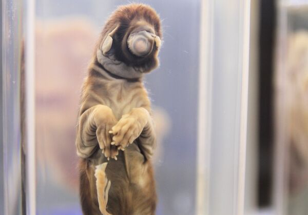 Pieza del Museo de patologías veterinarias de la UNAM. Felino, ciclope agenesia facial. - Sputnik Mundo