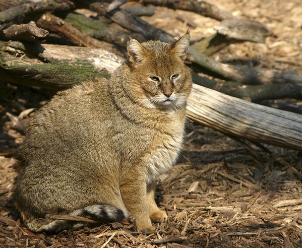 Belleza felina: estos son los gatitos con los que puedes encontrarte en Rusia - Sputnik Mundo