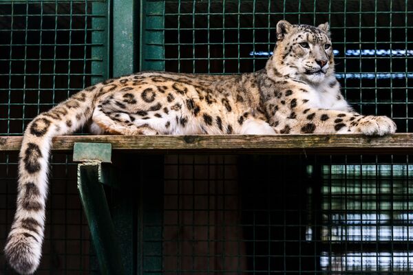 Belleza felina: estos son los gatitos con los que puedes encontrarte en Rusia - Sputnik Mundo