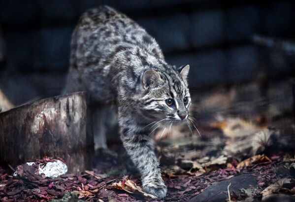 Belleza felina: estos son los gatitos con los que puedes encontrarte en Rusia - Sputnik Mundo