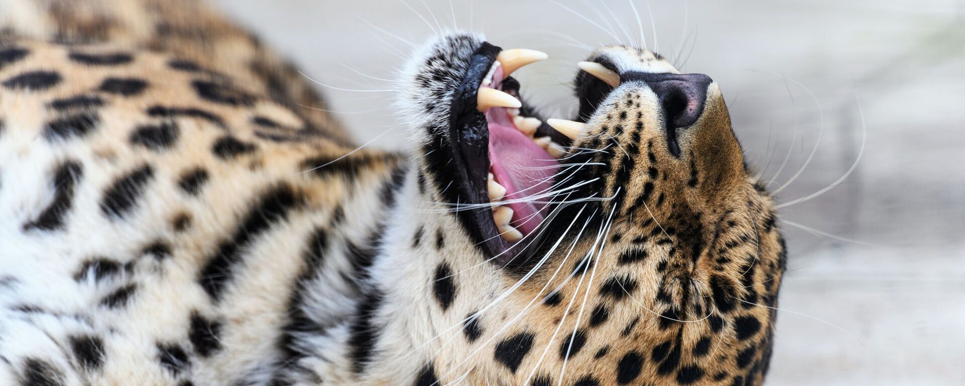 Belleza felina: estos son los gatitos con los que puedes encontrarte en Rusia - Sputnik Mundo, 1920, 01.03.2019