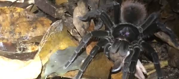 Graban por primera vez a una tarántula gigante del Amazonas dándose un festín - Sputnik Mundo