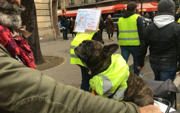 Las protestas de los 'chalecos amarillos' en París - Sputnik Mundo