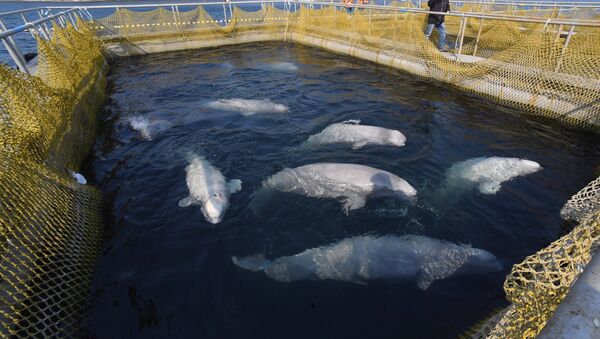 Belugas en la bahía Srédnyaya, en la costa rusa del Pacífico - Sputnik Mundo