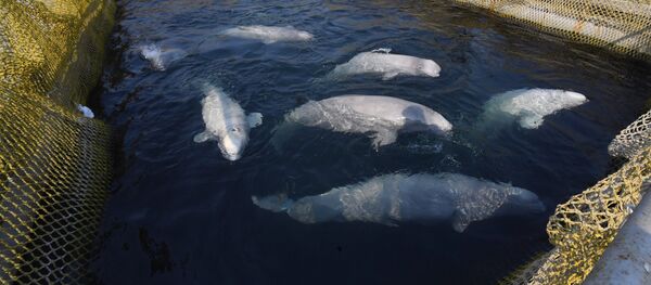 Belugas en la bahía Srédnyaya, en la costa rusa del Pacífico - Sputnik Mundo
