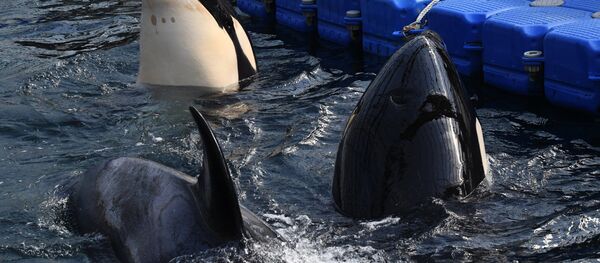 Orcas en la bahía Srédnyaya, en la costa rusa del Pacífico Orcas en la bahía Srédnyaya, en la costa rusa del Pacífico - Sputnik Mundo