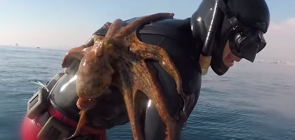 Un pulpo se acopla a la espalda de un submarinista Un pulpo se acopla a la espalda de un submarinista - Sputnik Mundo