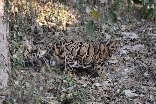Vivos entre los muertos: animales vivos que se consideraban extintos Vivos entre los muertos: animales vivos que se consideraban extintos - Sputnik Mundo