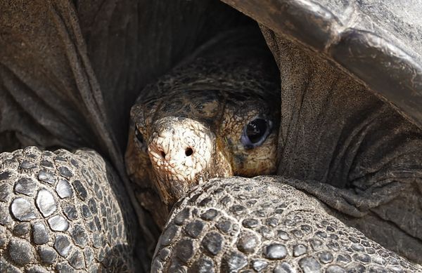 Vivos entre los muertos: animales vivos que se consideraban extintos Vivos entre los muertos: animales vivos que se consideraban extintos - Sputnik Mundo
