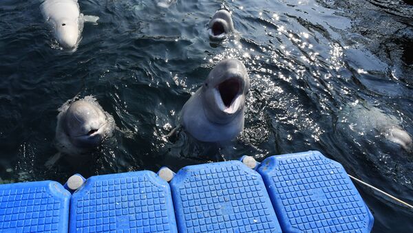 Belugas en la bahía Srédnyaya, en la costa rusa del Pacífico - Sputnik Mundo