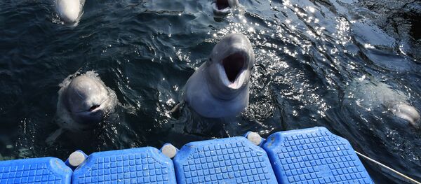 Belugas en la bahía Srédnyaya, en la costa rusa del Pacífico Belugas en la bahía Srédnyaya, en la costa rusa del Pacífico - Sputnik Mundo