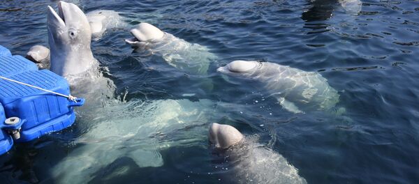 Belugas en la bahía Srédnyaya, en la costa rusa del Pacífico Belugas en la bahía Srédnyaya, en la costa rusa del Pacífico - Sputnik Mundo