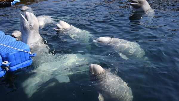 Belugas en la bahía Srédnyaya, en la costa rusa del Pacífico - Sputnik Mundo