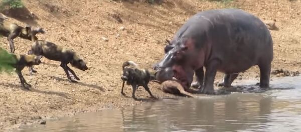 Un hipopótamo lucha contra perros salvajes - Sputnik Mundo