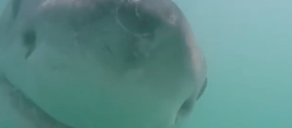 ¿Qué diantres es eso? Así reacciona un tiburón a una cámara submarina ¿Qué diantres es eso? Así reacciona un tiburón a una cámara submarina - Sputnik Mundo