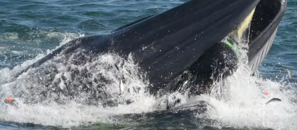 Un fotógrafo sobrevivió milagrosamente después de caer en la boca de una ballena - Sputnik Mundo