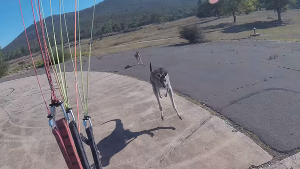 Un canguro golpe a un parapentista - Sputnik Mundo