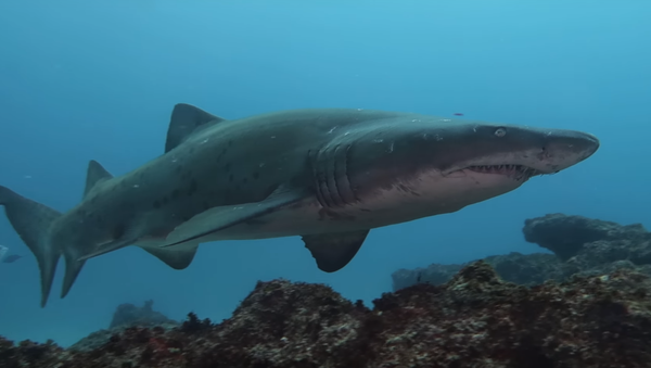 Un submarinista se encuentra de frente con un tiburón mortal - Sputnik Mundo