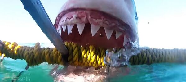 Tiburón blanco ataca una jaula Tiburón blanco ataca una jaula - Sputnik Mundo