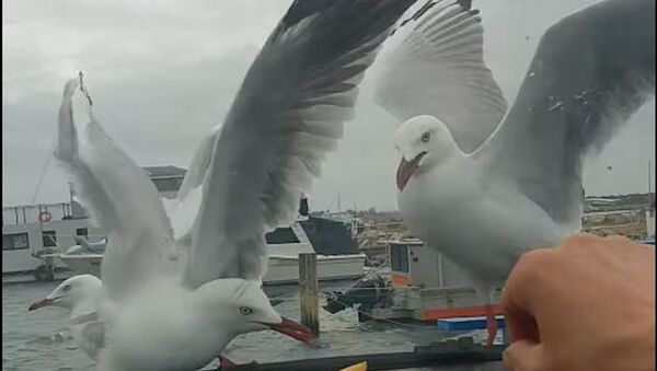 Gaviotas adictas a las papas - Sputnik Mundo