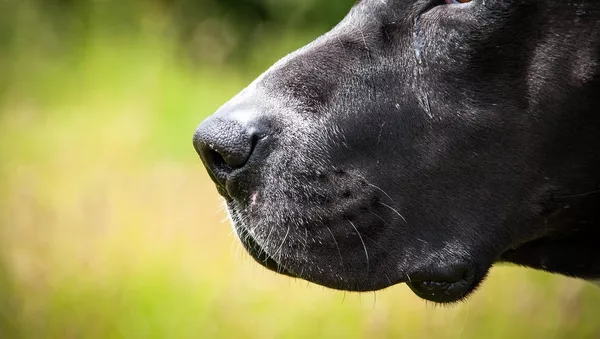 Un perro (imagen referencial) - Sputnik Mundo