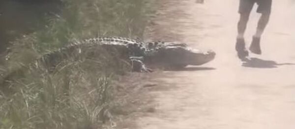 Distracción fatal: un corredor poco atento casi pisa a un aligátor Distracción fatal: un corredor poco atento casi pisa a un aligátor - Sputnik Mundo