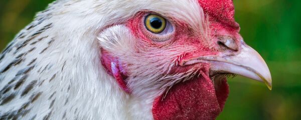 Una gallina - Sputnik Mundo