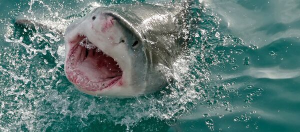 Un tiburón blanco - Sputnik Mundo