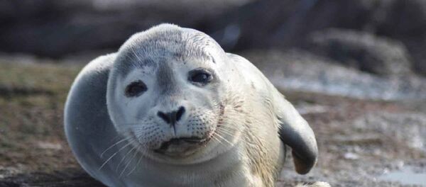 Una foca - Sputnik Mundo