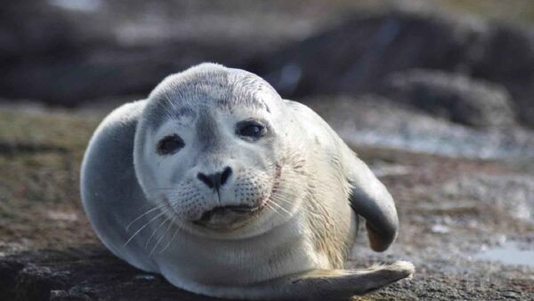 Una foca - Sputnik Mundo
