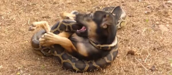 Cachorro vs. pitón: ¿por qué este vídeo genera polémica en la red? Cachorro vs. pitón: ¿por qué este vídeo genera polémica en la red? - Sputnik Mundo