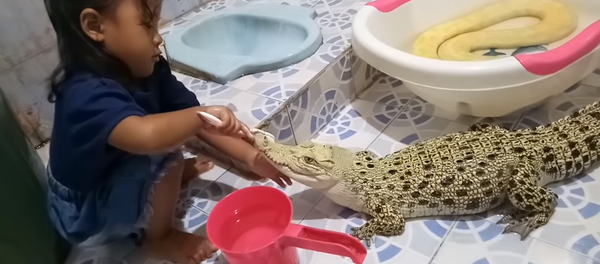 Una niña cepilla los dientes de un cocodrilo - Sputnik Mundo
