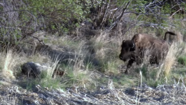 El terrible desenlace a vida o muerte entre un lobo y un pequeño bisonte - Sputnik Mundo