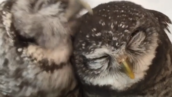 Estos pequeños búhos son lo más adorable que verás hoy - Sputnik Mundo