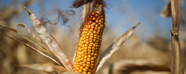 Maíz en una plantación - Sputnik Mundo