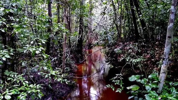Una escena de la selva del Amazonas