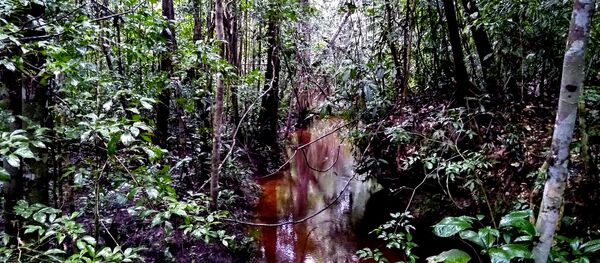 Una escena de la selva del Amazonas Una escena de la selva del Amazonas - Sputnik Mundo