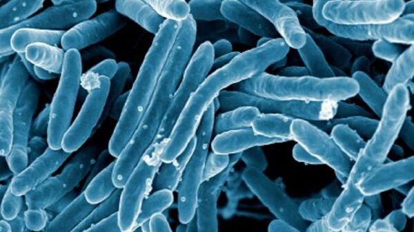 Mycobacterium tuberculosis - Sputnik Mundo