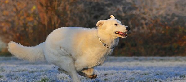 Un perro - Sputnik Mundo