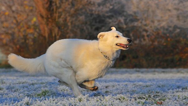 Un perro - Sputnik Mundo