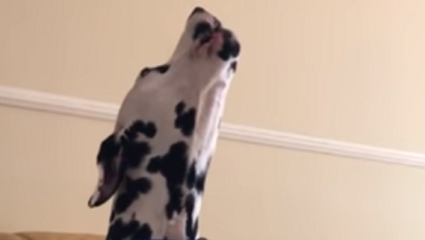 Un dálmata 'canta' su canción favorita - Sputnik Mundo