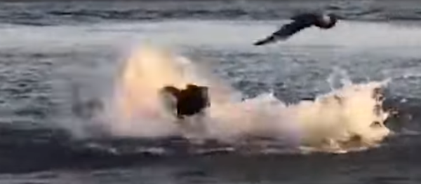 La encarnizada batalla entre un león marino y un tiburón La encarnizada batalla entre un león marino y un tiburón - Sputnik Mundo
