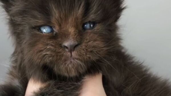 Gato hombre lobo - Sputnik Mundo