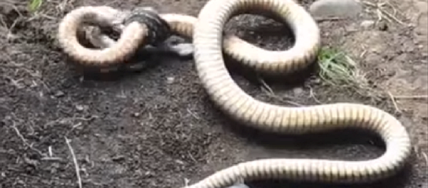 Una serpiente pasa de depredadora a presa en cuestión de segundos - Sputnik Mundo