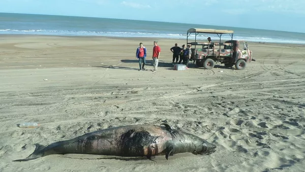 El zifio de Héctor varado en la costa de Argentina
