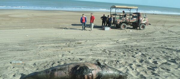 El zifio de Héctor varado en la costa de Argentina - Sputnik Mundo