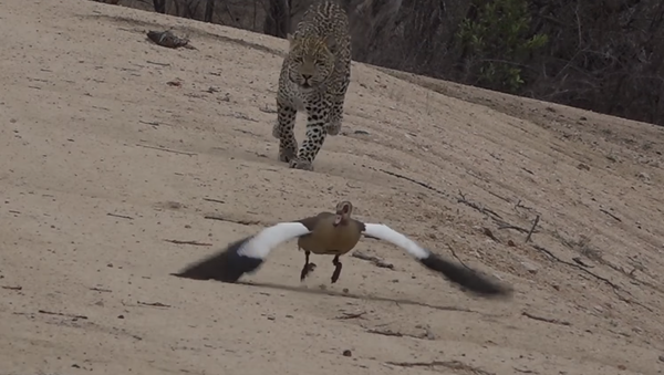 Una madre ganso logra engañar a un leopardo - Sputnik Mundo